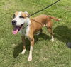 adoptable Dog in  named Cupid