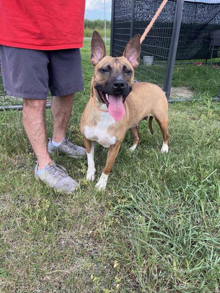 adoptable Dog in Abbeville, LA named Dusk