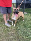 adoptable Dog in  named Dusk