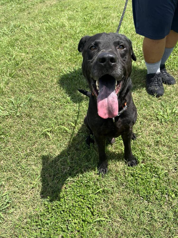 adoptable Dog in Abbeville, LA named Jack