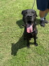 adoptable Dog in  named Jack
