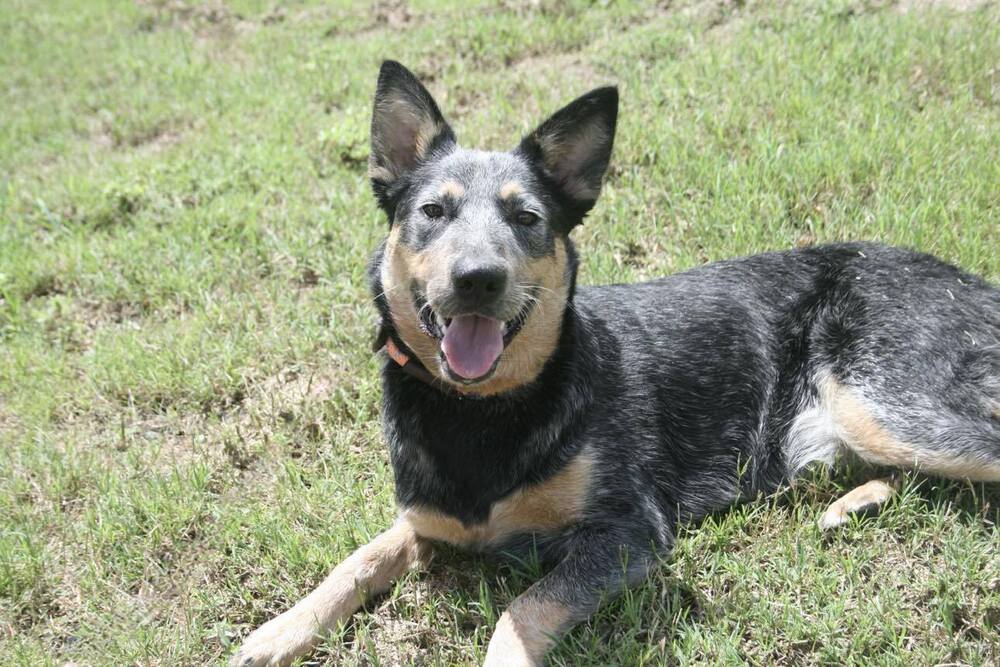 adoptable Dog in Abbeville, LA named Buffy