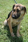 adoptable Dog in  named Jaxson
