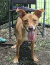 adoptable Dog in  named Ann