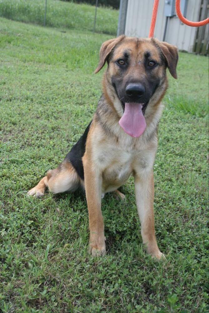 adoptable Dog in Abbeville, LA named Lee