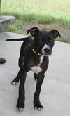 adoptable Dog in  named Oreo