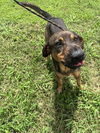 adoptable Dog in  named Webster