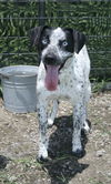 adoptable Dog in  named Ellie