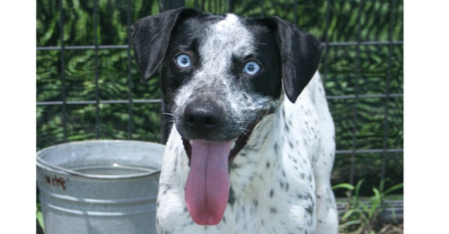 ELLIE - Catahoula Leopard Dog available for adoption