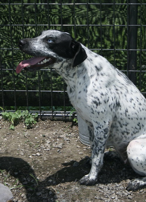 ELLIE - Catahoula Leopard Dog available for adoption