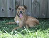 adoptable Dog in  named Lil Girl