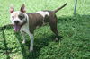 adoptable Dog in  named Zuez