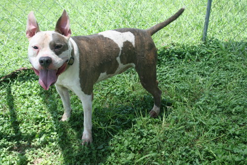 ZUEZ - Terrier available for adoption