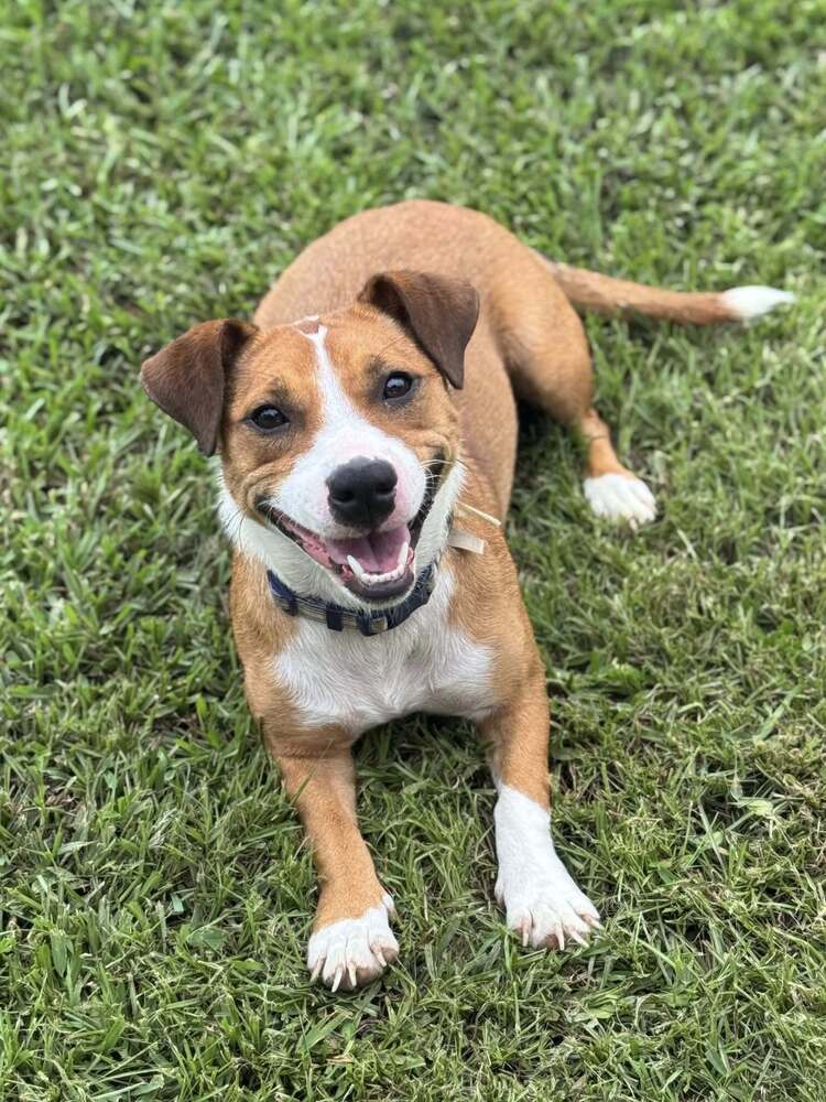 adoptable Dog in Abbeville, LA named Rosie