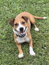 adoptable Dog in  named Rosie