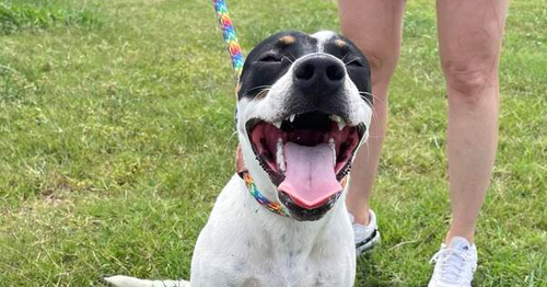 COCO - Terrier available for adoption