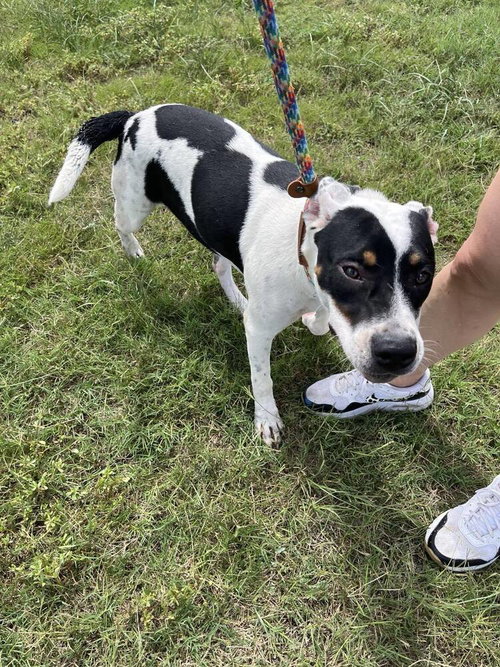 COCO - Terrier available for adoption
