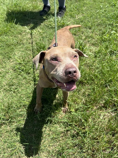 CHANCE - Terrier available for adoption