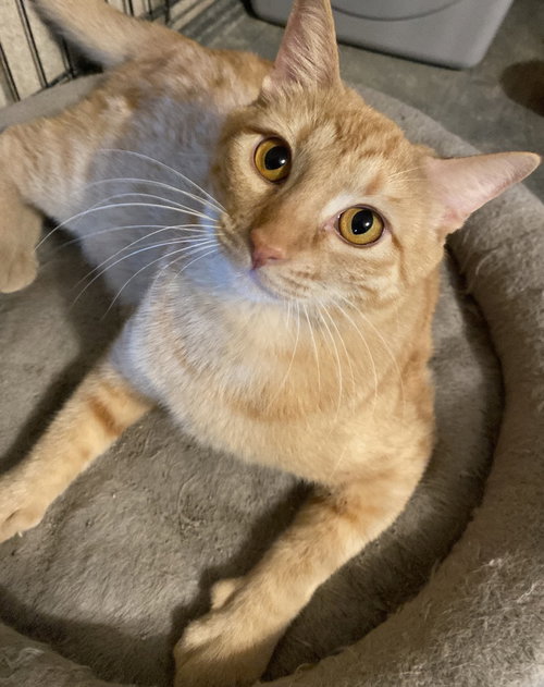 picture of the cat needing adoption