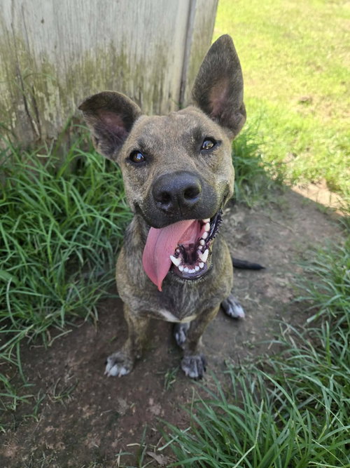 NUGGET - Terrier available for adoption