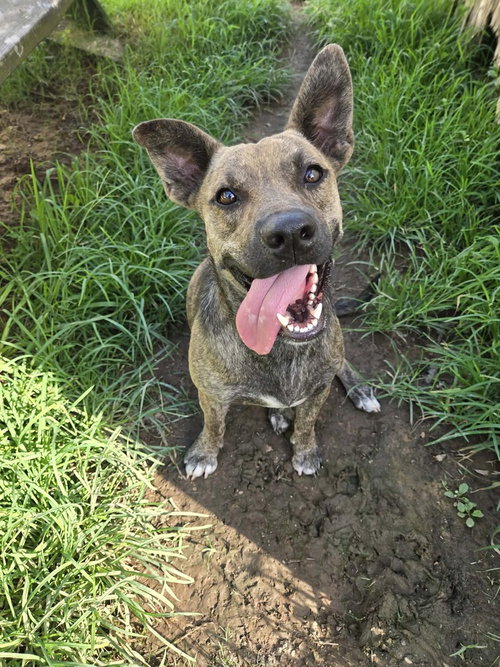 NUGGET - Terrier available for adoption