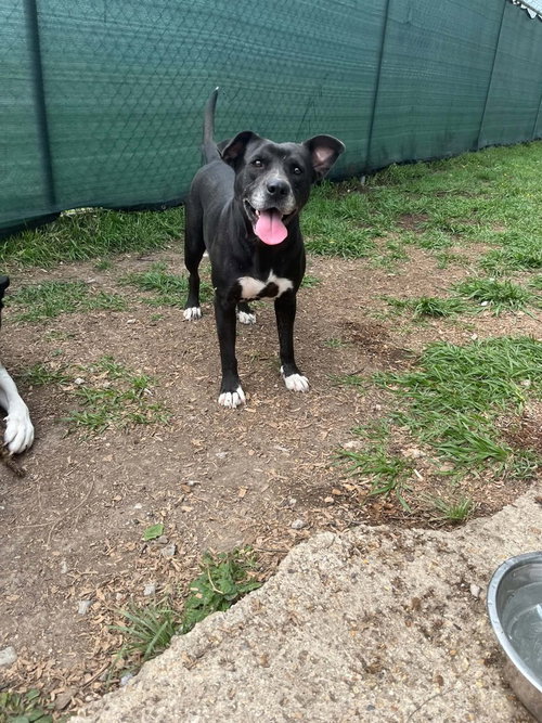 India, an adoptable Terrier in Abbeville, LA