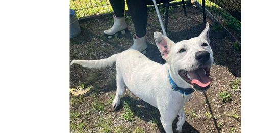 JUDY - Terrier available for adoption
