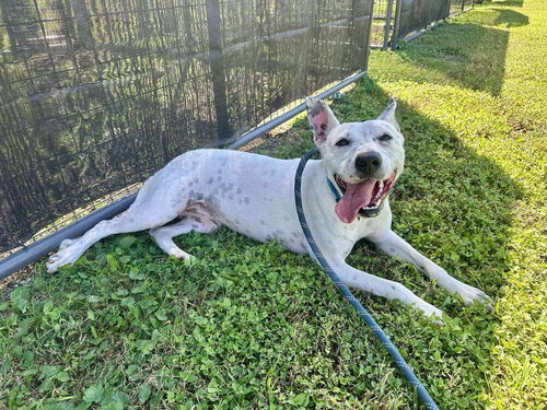 JUDY - Terrier available for adoption