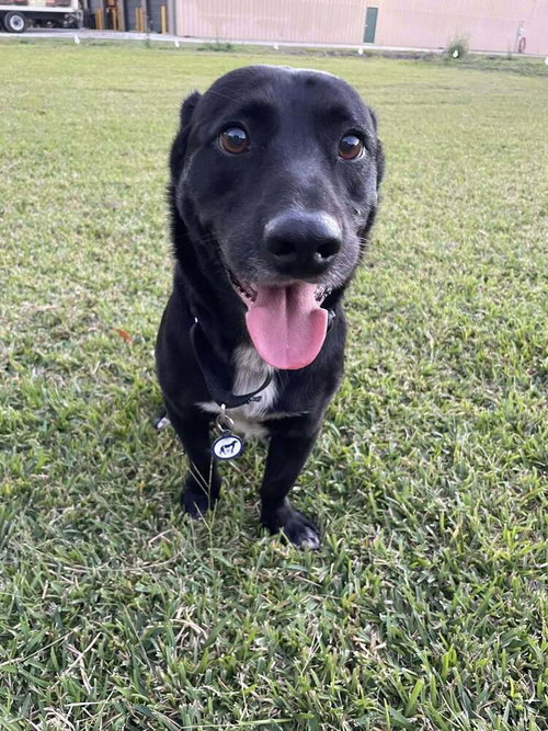 BANDIT - Terrier available for adoption
