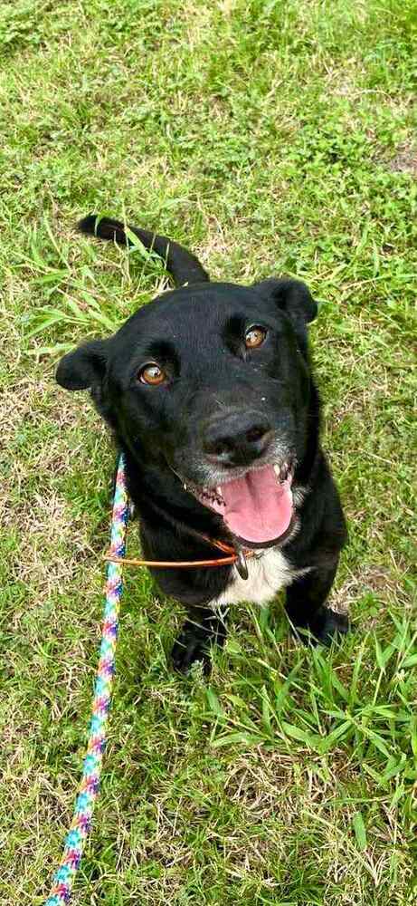 BANDIT - Terrier available for adoption