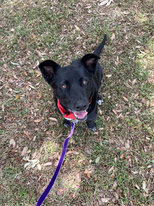 Bandit, an adoptable Terrier in Abbeville, LA
