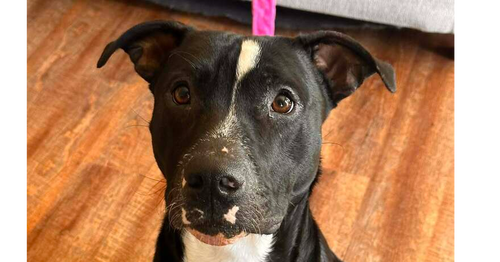 Oliver, an adoptable Terrier in Abbeville, LA