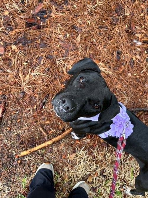 Sheila, an adoptable Terrier in Abbeville, LA
