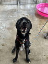 Remy - Photo 1