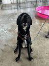 Remy - Photo 2