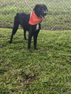 Remy - Photo 3