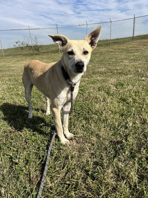 RYAN - Terrier available for adoption