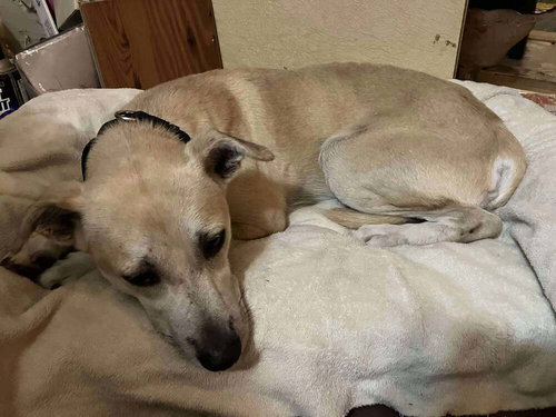 RYAN - Terrier available for adoption