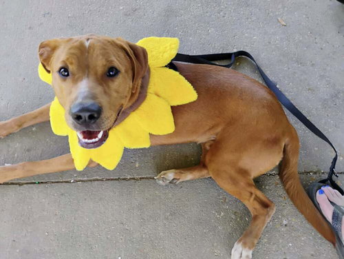 Bruno, an adoptable Terrier in Abbeville, LA