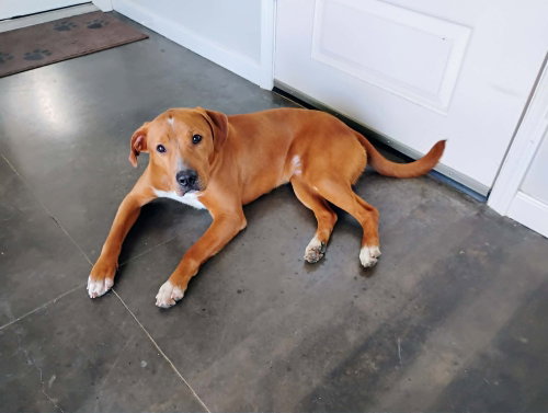 Bruno, an adoptable Terrier in Abbeville, LA