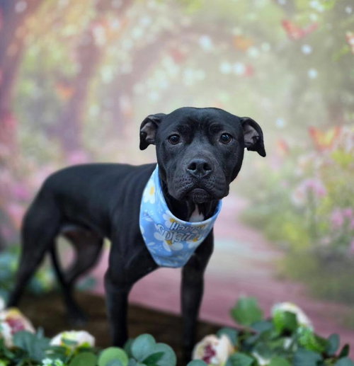 Rosalyn, an adoptable Terrier in Abbeville, LA