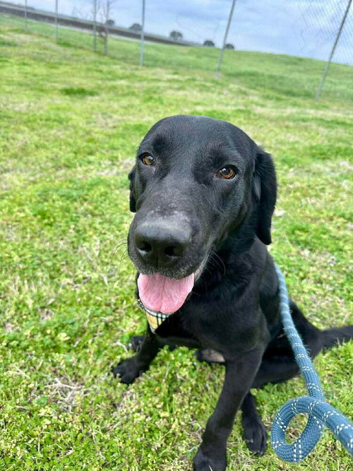 Pat, an adoptable Labrador Retriever in Abbeville, LA
