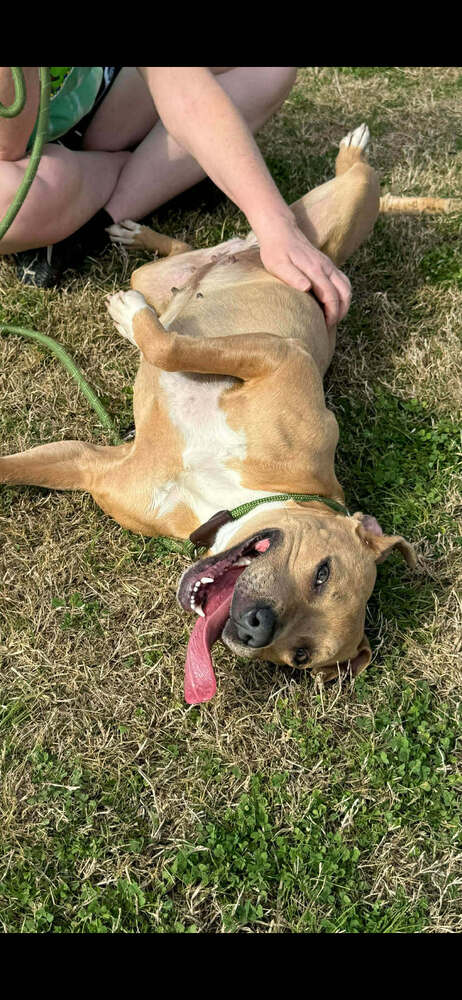Baylee Image