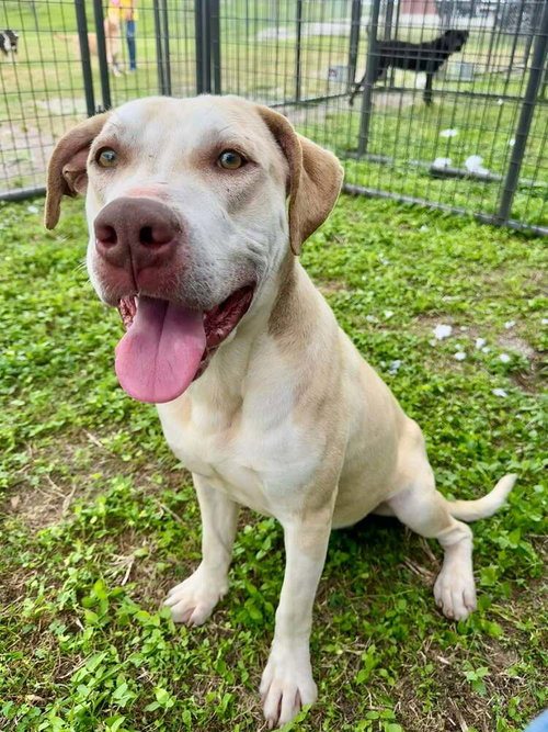Duke, an adoptable Terrier in Abbeville, LA