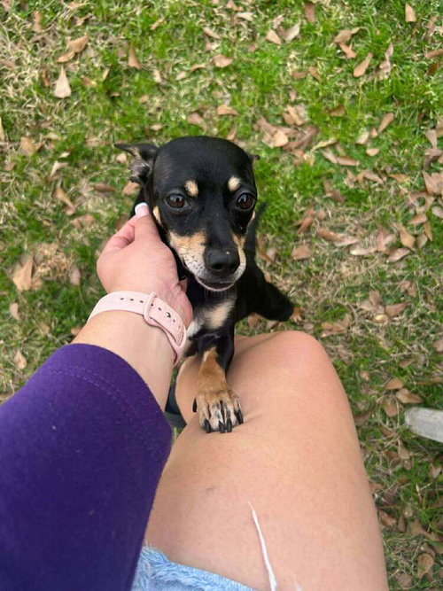 picture of the dog needing adoption