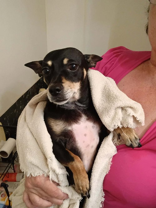 Daisy, an adoptable Chihuahua in Abbeville, LA