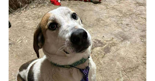 picture of the dog needing adoption
