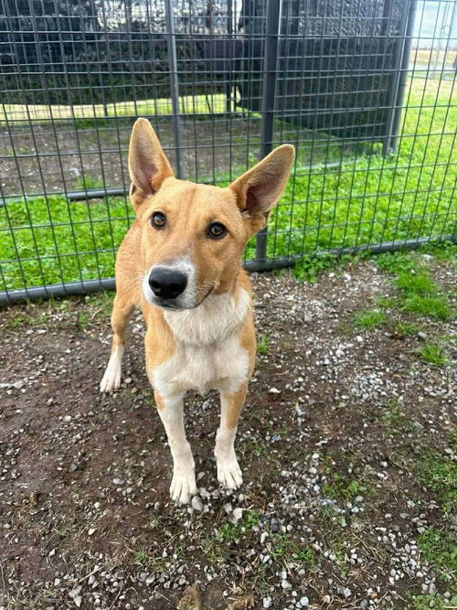 picture of the dog needing adoption