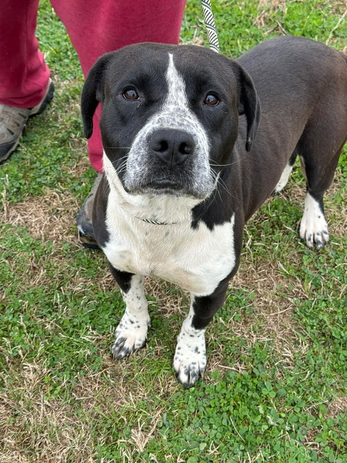 picture of the dog needing adoption