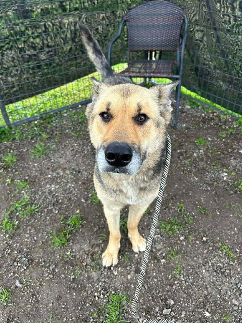 picture of the dog needing adoption